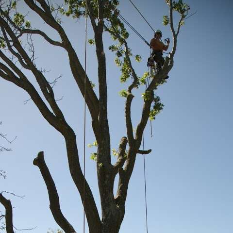 Photo: Small tree removals